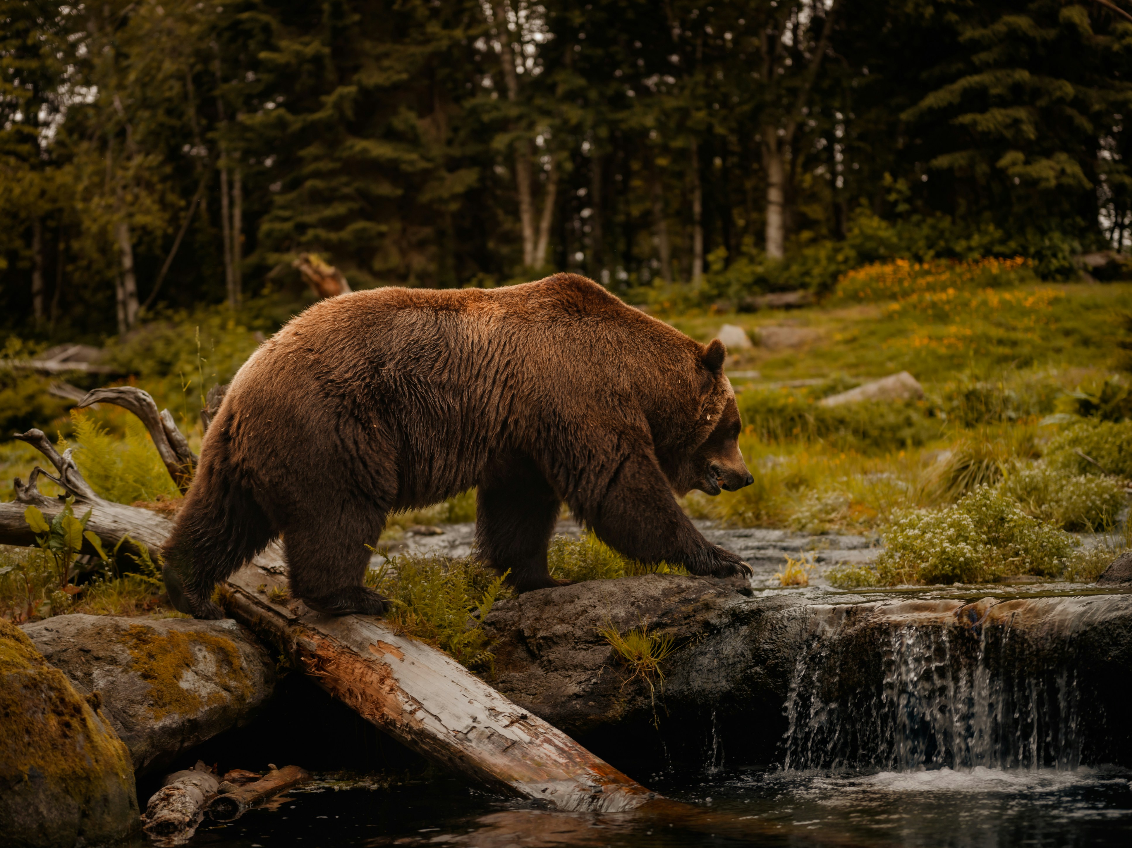 Naked Bear Studios team