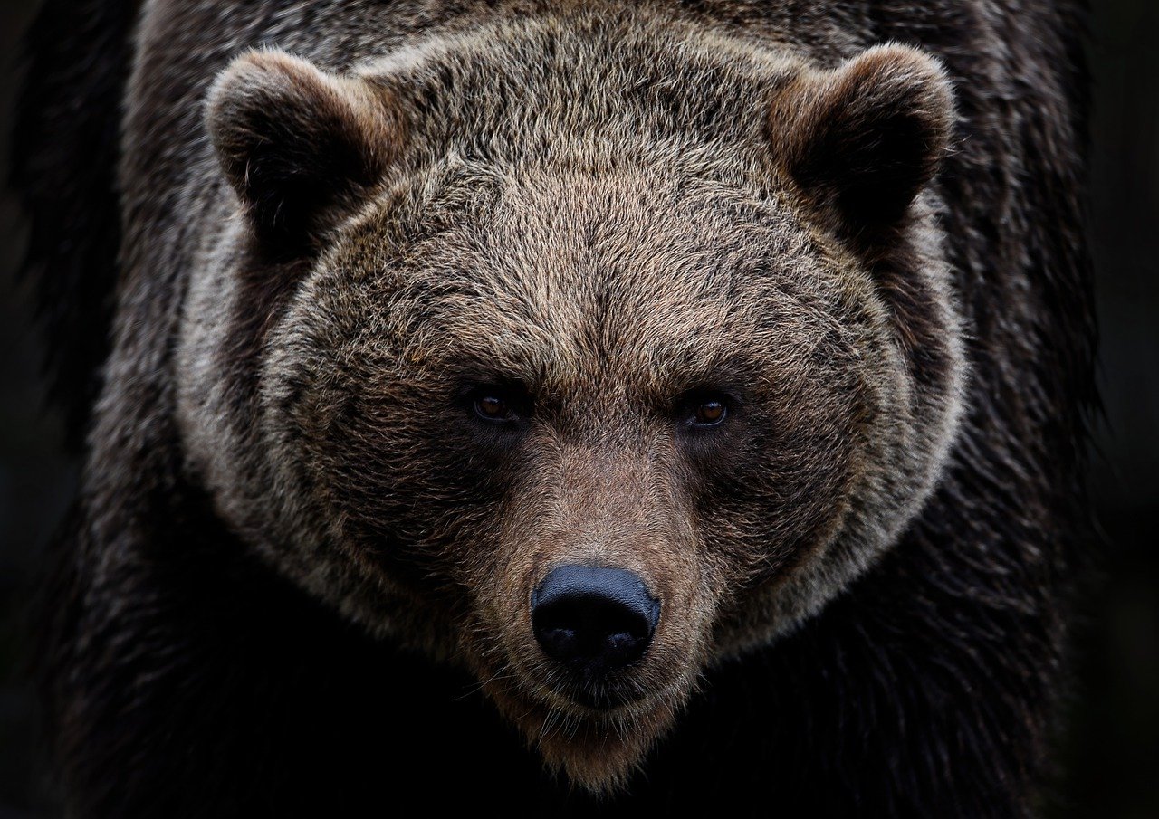 Bear in the forest