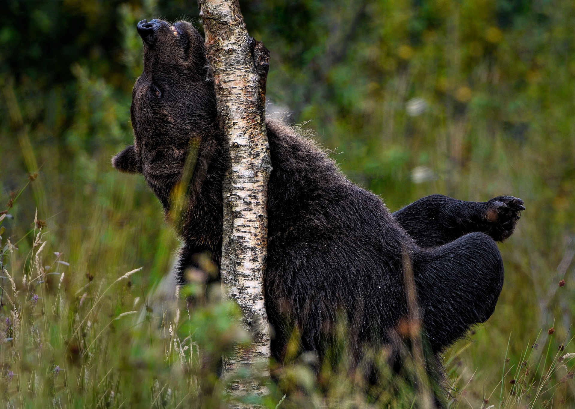 Bear in the forest